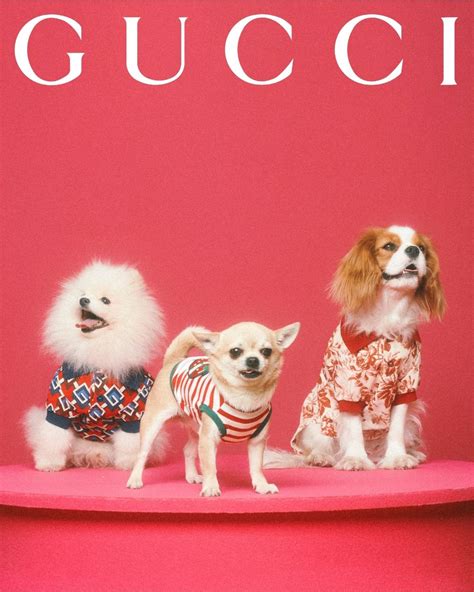 gucci pet limited edition marktplaats|≥ Vind gucci pet limited edition op Marktplaats .